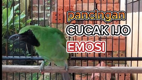 Cucak Ijo Nembak Variasi Kasar Pedas Gacor Cepat Naikan Emosi