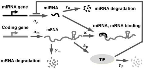 Schematic Illustration Of The MiRNA Mediated Negative Feedback Loop