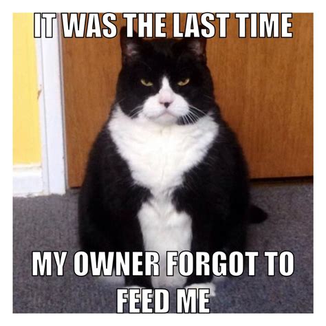 Funny Cat Fat Cat Memes - Cat Mania