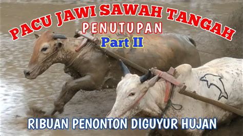 Pacu Jawi Sawah Tangah Penutupan Alek Anak Nagari Part Ii Februari