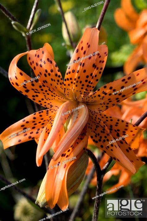 Lilium Lancifolium Flore Pleno Stock Photo Picture And Rights Managed