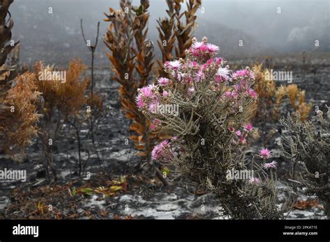 Fynbos Plant Phaenocoma Prolifera Hi Res Stock Photography And Images