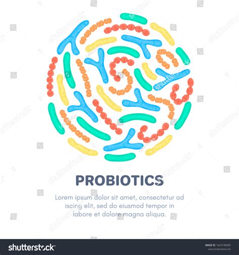 Vector Probiotics Circular Shape Bifidobacterium Lactobacillus Stock