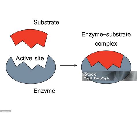 Lock And Key Model Enzyme Substrate Complex Stock Illustration ...