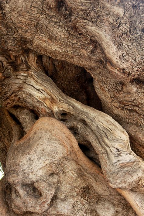 Fotos Gratis Naturaleza Rock Planta Madera El Maletero Antiguo