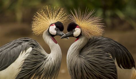 Grey crowned crane facts, distribution & population | BioDB