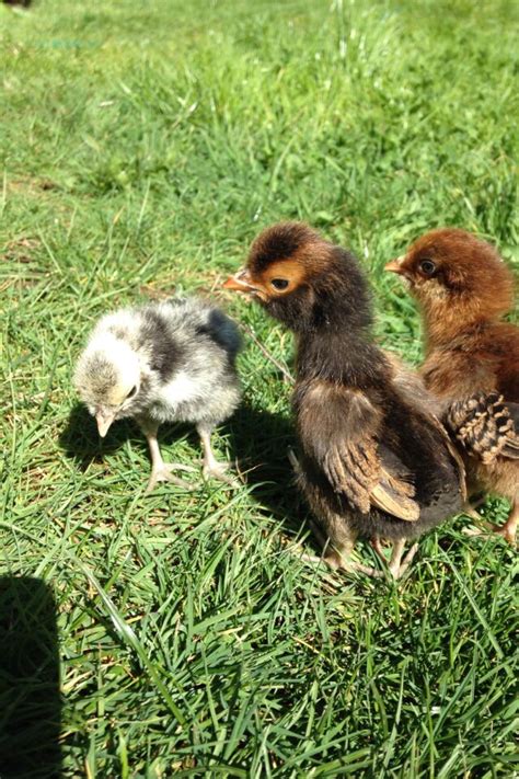 3 Ways To Determine The Sex Of A Chicken WikiHow