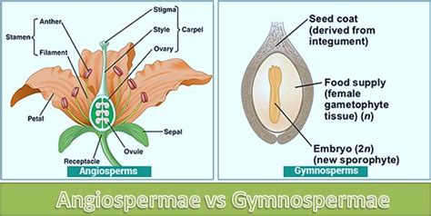 √ Tabel Perbedaan Gymnospermae Dan Angiospermae [lengkap]