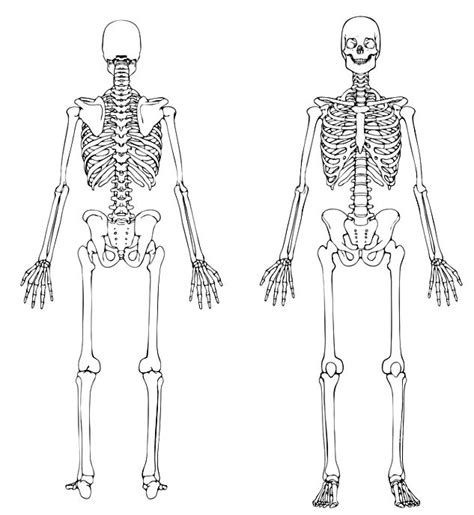 Sistema óseo para colorear Cuerpo humano