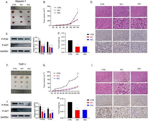 SMIM3 Knockdown Reduced The Proliferation Of AML Cells In Nude Mice By