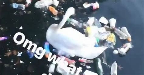 Heartbreaking Video Of Swan Picking Through Plastic Shows How Bad Waste