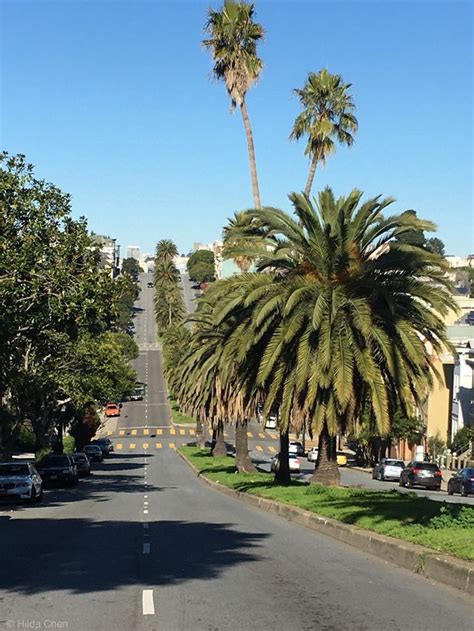 Dolores Street Looking North San Francisco California California