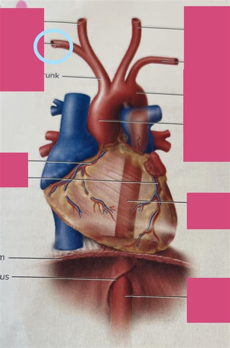 Arteries Of The Aortic Arch Diagram Quizlet