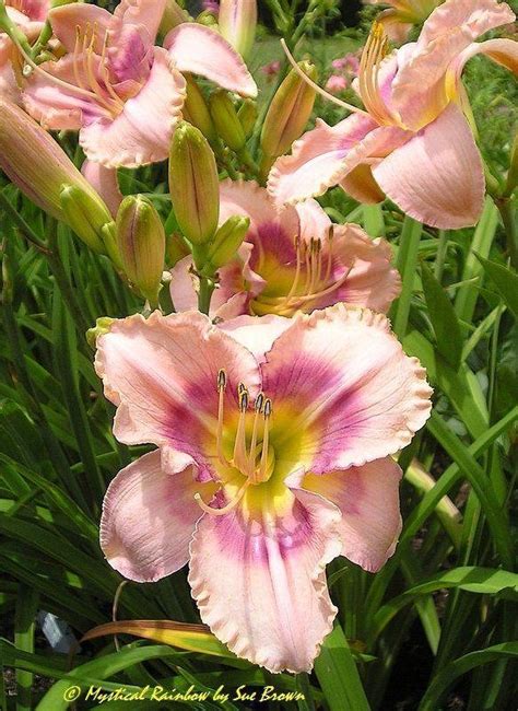 Plantfiles Pictures Daylily Mystical Rainbow Hemerocallis By