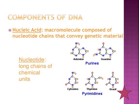 Ppt Dna Powerpoint Presentation Free Download Id 4688998