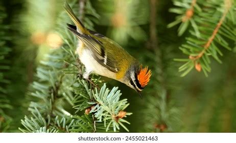 724 Common Firecrest Royalty-Free Photos and Stock Images | Shutterstock