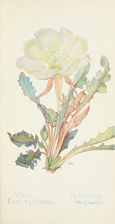 Field Book Of Western Wild Flowers Armstrong Margaret 1867 1944