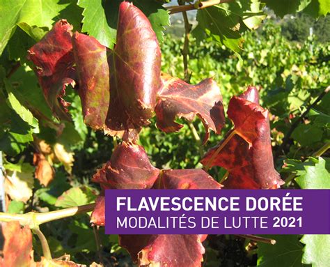 Vignes Lutte Contre La Flavescence Dor E Site Officiel De La