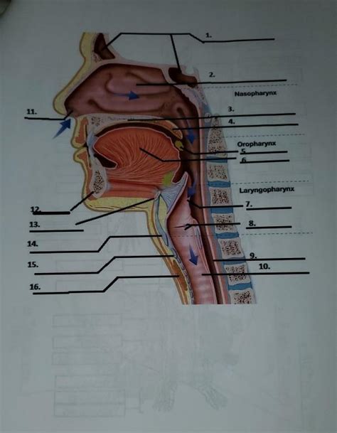 Solved 2 Nasopharynx 3 11 4 Oropharynx 5 123 FRS Chegg