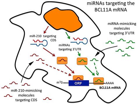 Ijms Free Full Text Bcl A Mrna Targeting By Mir A Possible