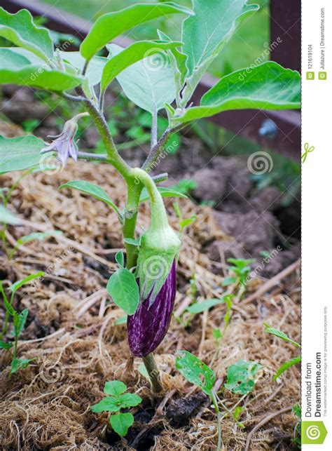 Ripe Purple Eggplant Growing In A Greenhouse Close Up Of Fresh Raw