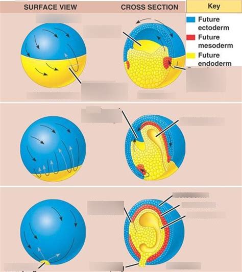 Diagram of Gastrulation Diagram | Quizlet