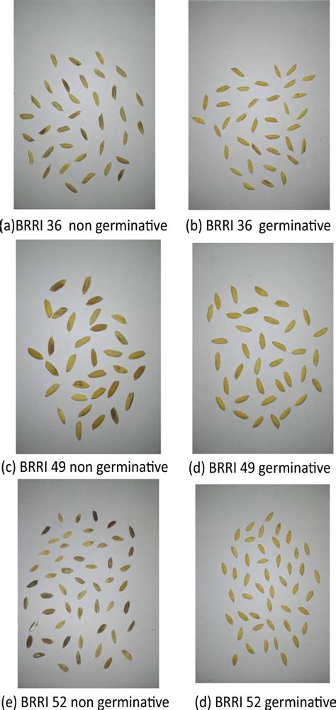 Sample images of different paddy varieties | Download Scientific Diagram