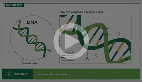 Animated Video Building Blocks Of Your Genetic Code Ashg