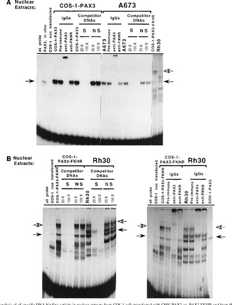 Figure 1 From The PAX 3 FKHR Fusion Protein Created By The T 2 13