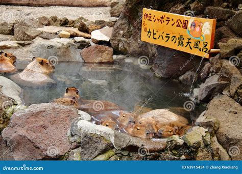 Capybara stock photo. Image of rodents, springs, marshes - 63915434