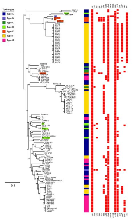 Maximum Likelihood Tree Of 132 C Perfringens Genomes Constructed Based