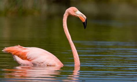 The 3 Pink Birds in Florida - Wild Bird Scoop