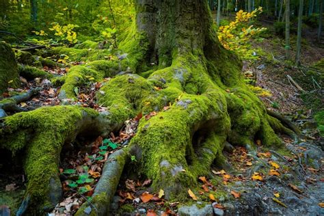 Premium Photo Moss Covered Tree In Forest