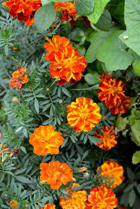 How To Grow Marigolds Indoors From Seed The Thrifted Planter