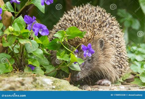 Hedgehog In Springtime Peeping Through Purple Violets Facing Forward