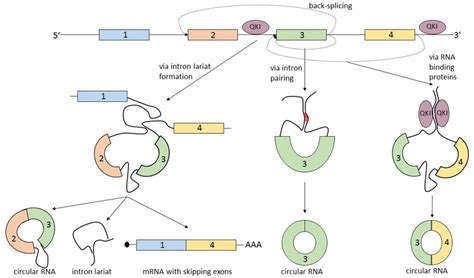 The Biogenesis Of Circular Rnas Circrnas Is Summarized By The Term