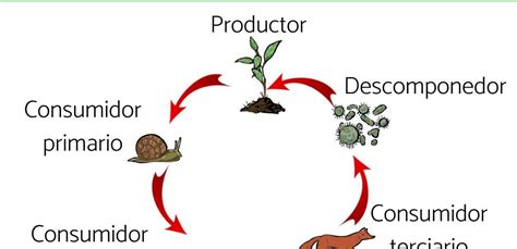 Cadena Tr Fica El Flujo De Energ A En Los Ecosistemas Colegio Holanda