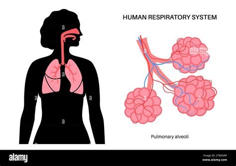 Lung Diseases Illustration Stock Photo Alamy