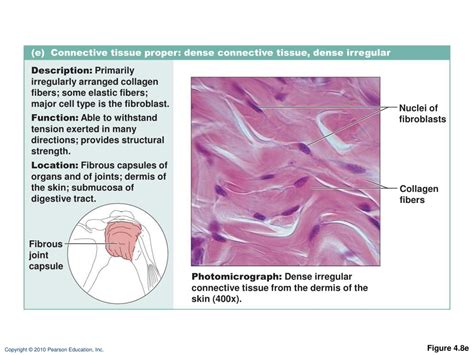 PPT - Connective Tissue PowerPoint Presentation, free download - ID:5481296