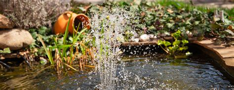 Quelles Plantes Mettre Dans Une Fontaine