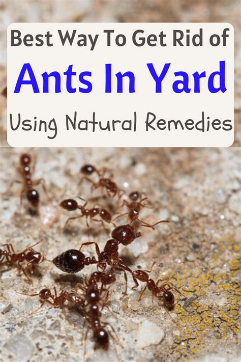 How To Get Rid Of Ants In The Yard Get Rid Of Ants Rid Of Ants Ants