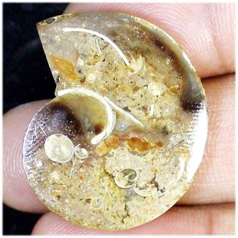 Cts Aaa Natural Snail Fossil Druzy Fancy Cabochon X X Mm