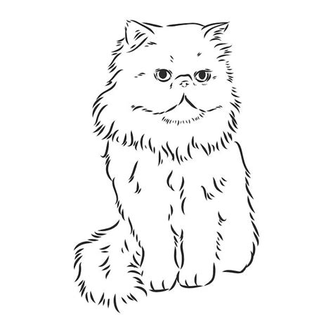 Premium Vector Hand Drawing Persian Cat Vector Version Persian Cat