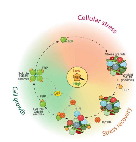 Reversible Amyloids Of Pyruvate Kinase Couple Metabolism And Stress