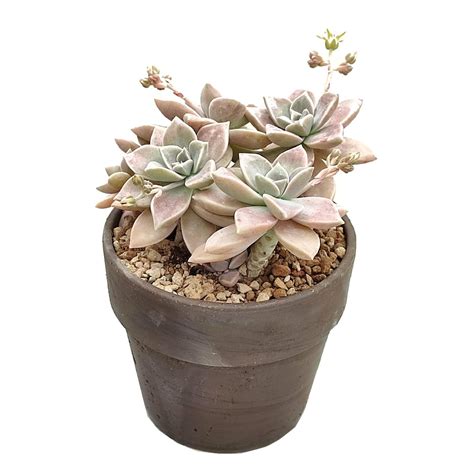 Graptopetalum Paraguayense Plant Wholesale FlorAccess