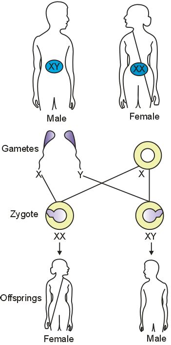 Unfertilized egg of human contains