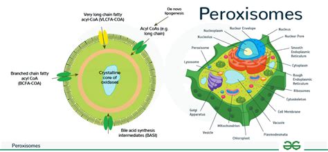 Peroxisomes: Definition, Structure, Diagram & Functions - GeeksforGeeks 