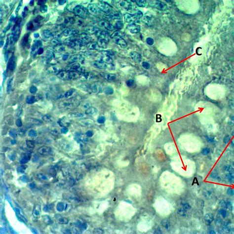 Number Of Mature Rodlet Cells Per Microscopic Field X In