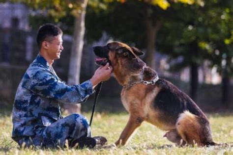 军犬是怎么训练出来的：四种训练军犬的方式保证令行禁止探秘志