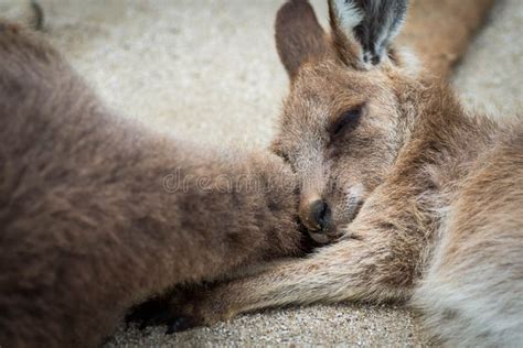 A Cute and Small or Baby Kangaroo Sleeps on Mama Kangaroo`s Tail. Stock ...